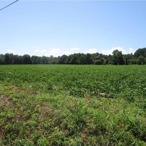 Photo #8 of 11356 OLD SUFFOLK Road, Windsor, Virginia 29.9 acres