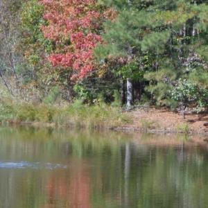 Photo #11 of 8020 Rocks Landing Road, Smithfield, Virginia 17.5 acres