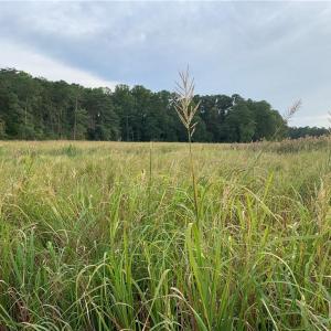 Marshes across Lancaster Creek in the Summer