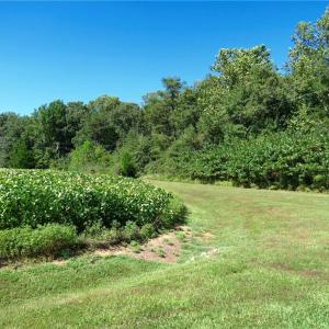 Corner of Paddock - 4+ Wooded Acreage with Lancaster Creek Water Frontage