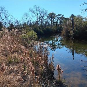 Photo #3 of RT 615 Parker Lane, Knotts Island, North Carolina 10.0 acres