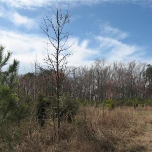 Photo #2 of 4161 Caratoke Highway, Barco, North Carolina 92.4 acres