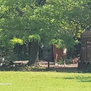 Photo #3 of 200 Hansford Lane, Seaford, Virginia 2.5 acres