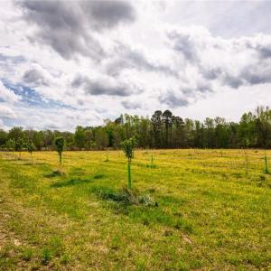 Photo #22 of 86 AC Holy Neck Road, Suffolk, Virginia 86.0 acres