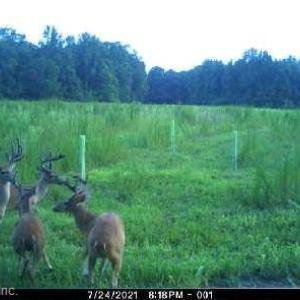 Photo #40 of 86 AC Holy Neck Road, Suffolk, Virginia 86.0 acres
