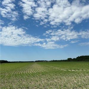 Photo #8 of 3515 Baum Road, Virginia Beach, Virginia 202.0 acres