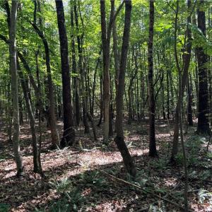 Photo #7 of Blue Jay Street, Danville, Virginia 42.9 acres