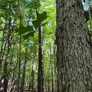 Photo #8 of Blue Jay Street, Danville, Virginia 42.9 acres