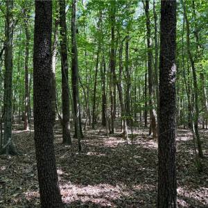 Photo #9 of Blue Jay Street, Danville, Virginia 42.9 acres