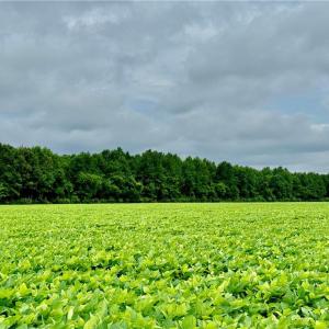 Photo #2 of 1524 Gum Bridge Road, Virginia Beach, Virginia 47.4 acres
