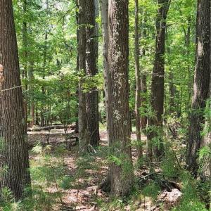 Harris Creek Road Hampton VA 6.3 acres.  Private setting