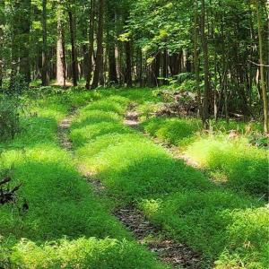 Harris Creek Road 6.3 Acres Hampton VA