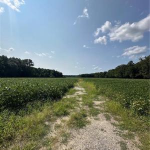 Photo #3 of 167ac St Brides Road, Chesapeake, Virginia 167.0 acres