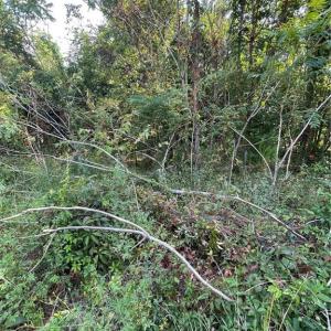 Photo #4 of 103 Kickapoo Trail, Edenton, North Carolina 0.2 acres