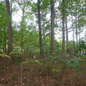 Photo #7 of 3.25AC Morgarts Beach Road, Smithfield, Virginia 3.3 acres