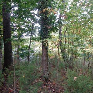 Photo #8 of 3.25AC Morgarts Beach Road, Smithfield, Virginia 3.3 acres