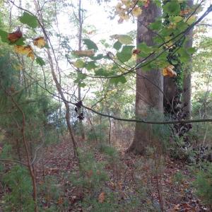 Photo #1 of 2.81AC Morgarts Beach Road, Smithfield, Virginia 2.8 acres