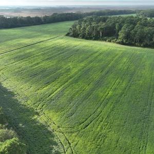 Photo #11 of 133 Blue Heron Lane, Knotts Island, North Carolina 51.0 acres