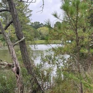 Photo #8 of 22+ac Severn Wharf Road, Hayes, Virginia 22.3 acres
