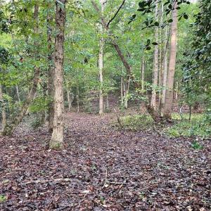 Photo #21 of 1105 Stewarts Road, Lanexa, Virginia 47.0 acres