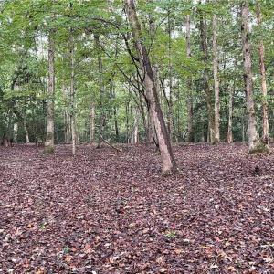 Photo #17 of 1105 Stewarts Road, Lanexa, Virginia 47.0 acres