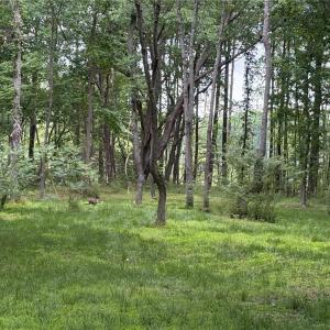 Photo #16 of 164 Summer Lane, Shacklefords, Virginia