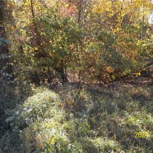 Photo #22 of 10445 Southampton Parkway, Drewryville, Virginia 165.1 acres