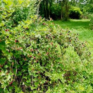Photo #3 of 2.38ac Chesapeake Drive, Exmore, Virginia 2.4 acres