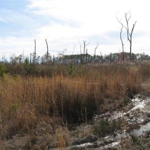 Photo #11 of 4161 Caratoke Highway, Barco, North Carolina 92.4 acres