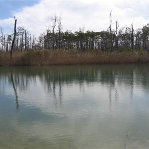 Photo #18 of 4161 Caratoke Highway, Barco, North Carolina 92.4 acres