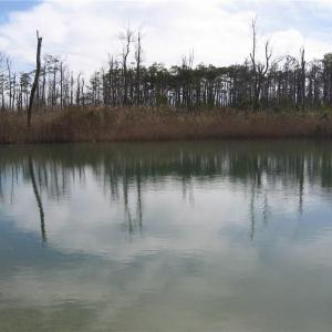 Photo #21 of 4161 Caratoke Highway, Barco, North Carolina 92.4 acres