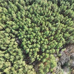 Photo #14 of 108 Purdy Road, Emporia, Virginia 108.1 acres