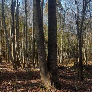 Photo #15 of 108 Purdy Road, Emporia, Virginia 108.1 acres