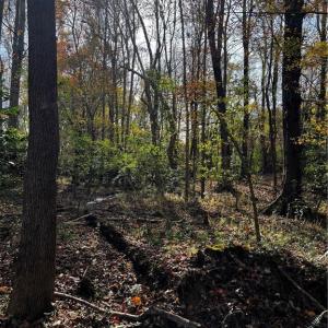 Photo #16 of 108 Purdy Road, Emporia, Virginia 108.1 acres