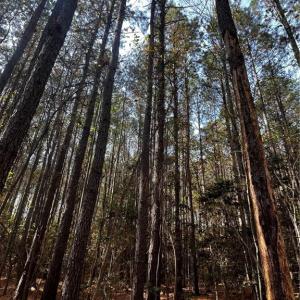 Photo #17 of 108 Purdy Road, Emporia, Virginia 108.1 acres