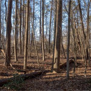 Photo #15 of 2.5AC Botetourt Avenue, Gloucester, Virginia 2.5 acres
