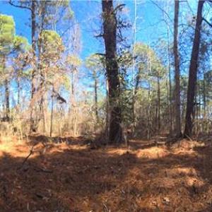 Photo #9 of 8 Shillelagh Road, Chesapeake, Virginia 11.5 acres