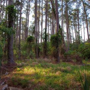 Photo #17 of 49 Bells Island Drive, Hampton, Virginia 11.6 acres