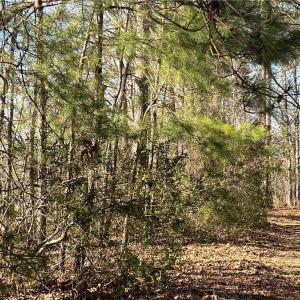 323 Vista Point Drive. Hampton VA. 23666. Path toward the main acreage.