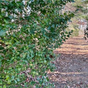 323 Vista Point Drive. Hampton VA. 23666. Lot frontage/entrance.