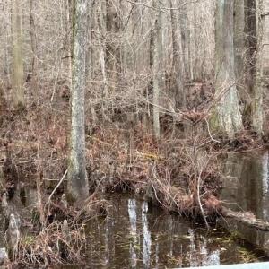 Photo #12 of 104 Ac Pope Swamp Trail, Windsor, Virginia 104.0 acres