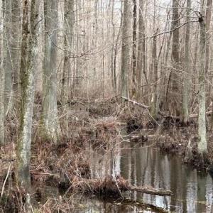 Photo #13 of 104 Ac Pope Swamp Trail, Windsor, Virginia 104.0 acres