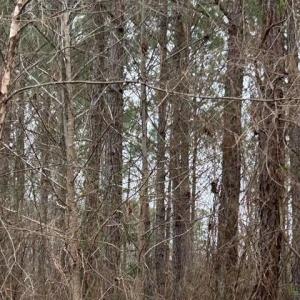 Photo #15 of 104 Ac Pope Swamp Trail, Windsor, Virginia 104.0 acres