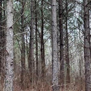Photo #16 of 104 Ac Pope Swamp Trail, Windsor, Virginia 104.0 acres