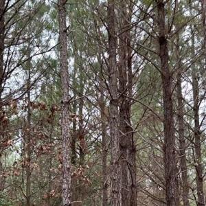 Photo #17 of 104 Ac Pope Swamp Trail, Windsor, Virginia 104.0 acres