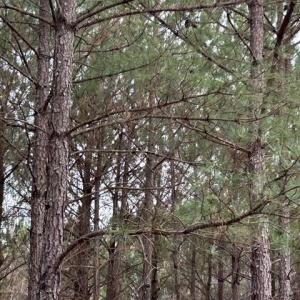 Photo #18 of 104 Ac Pope Swamp Trail, Windsor, Virginia 104.0 acres