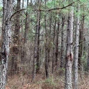 Photo #19 of 104 Ac Pope Swamp Trail, Windsor, Virginia 104.0 acres