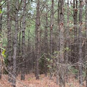 Photo #20 of 104 Ac Pope Swamp Trail, Windsor, Virginia 104.0 acres