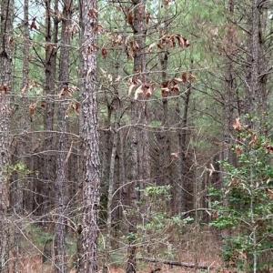 Photo #21 of 104 Ac Pope Swamp Trail, Windsor, Virginia 104.0 acres