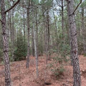 Photo #22 of 104 Ac Pope Swamp Trail, Windsor, Virginia 104.0 acres